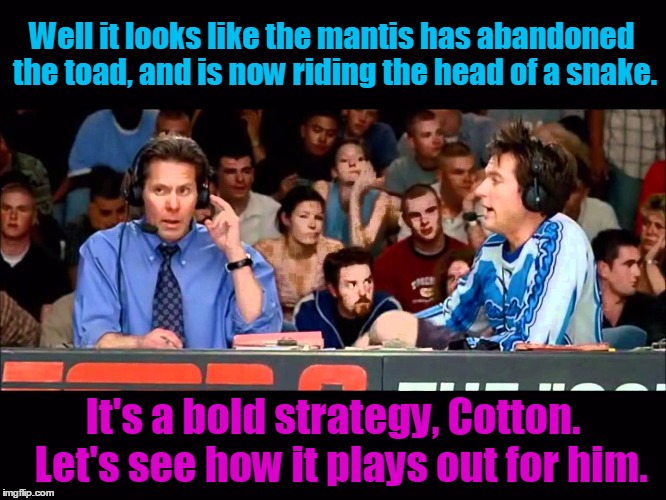 Well it looks like the mantis has abandoned the toad, and is now riding the head of a snake. It's a bold strategy, Cotton.  Let's see how it | made w/ Imgflip meme maker
