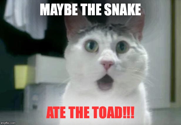 omg cat 1 | MAYBE THE SNAKE ATE THE TOAD!!! | image tagged in omg cat 1 | made w/ Imgflip meme maker