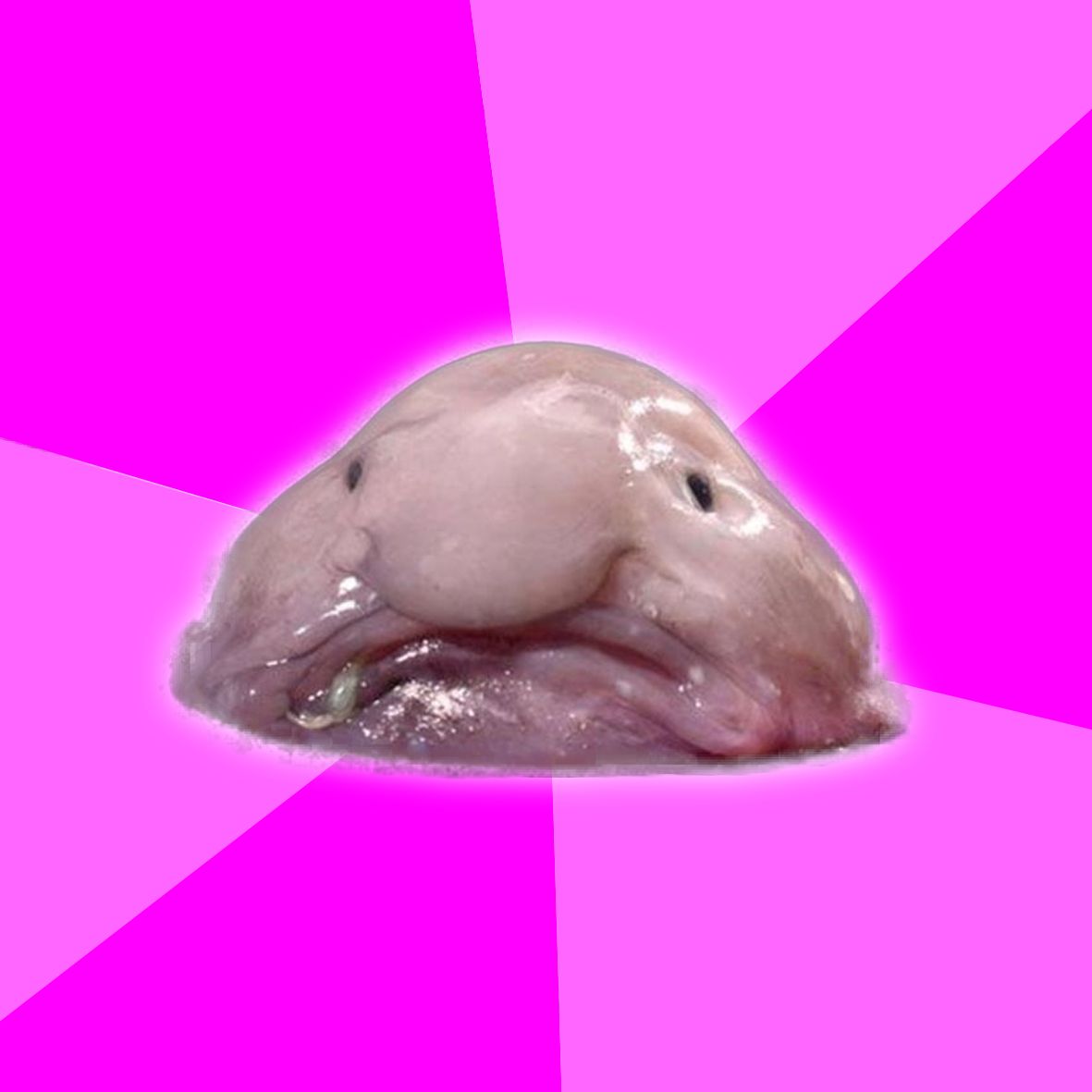 High Quality blobfish Blank Meme Template