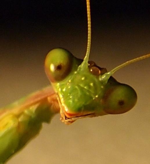 High Quality Mantis Face Blank Meme Template