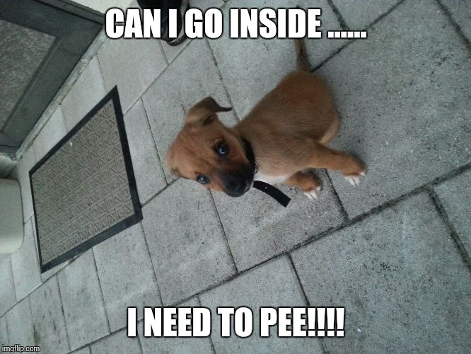 Bad puppy | CAN I GO INSIDE ...... I NEED TO PEE!!!! | image tagged in cute | made w/ Imgflip meme maker