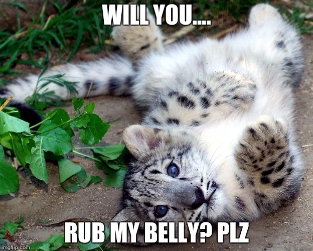 WILL YOU.... RUB MY BELLY? PLZ | image tagged in hi | made w/ Imgflip meme maker