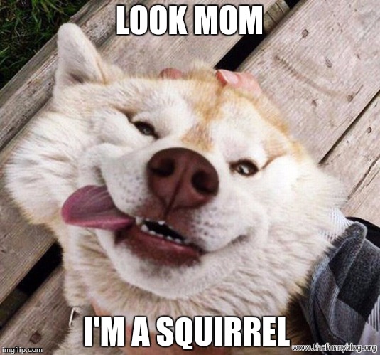 LOOK MOM I'M A SQUIRREL | image tagged in look | made w/ Imgflip meme maker