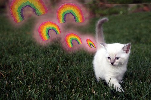 kitten farting rainbows Blank Meme Template