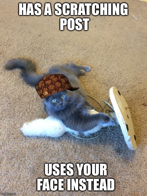 The most interesting scumbag cat.  | HAS A SCRATCHING POST USES YOUR FACE INSTEAD | image tagged in cats,scumbag,the most interesting man in the world,the most interesting cat in the world,grumpy cat | made w/ Imgflip meme maker