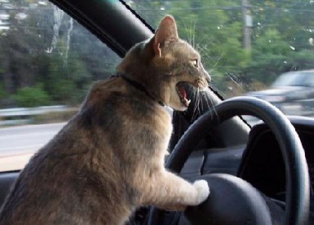 cat driving car Blank Meme Template