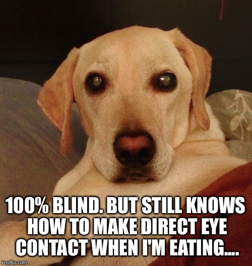 He Knows... | 100% BLIND. BUT STILL KNOWS HOW TO MAKE DIRECT EYE CONTACT WHEN I'M EATING.... | image tagged in blind dog,funny dog,cute dog,smart dog,handsome dog,handicapped pets | made w/ Imgflip meme maker