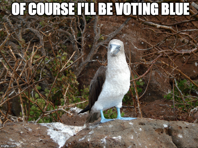  Vote blue | OF COURSE I'LL BE VOTING BLUE | image tagged in tag | made w/ Imgflip meme maker