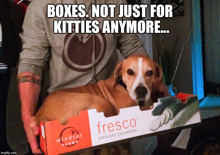 Boxes... | BOXES. NOT JUST FOR KITTIES ANYMORE... | image tagged in funny dogs,dogs,boxes | made w/ Imgflip meme maker
