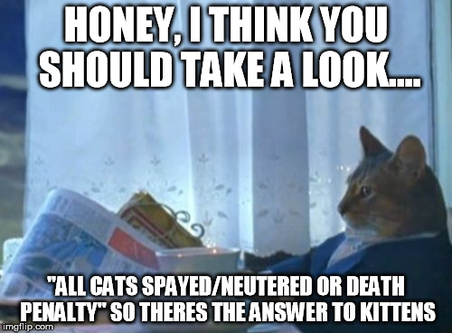 I Should Buy A Boat Cat Meme | HONEY, I THINK YOU SHOULD TAKE A LOOK.... "ALL CATS SPAYED/NEUTERED OR DEATH PENALTY"
SO THERES THE ANSWER TO KITTENS | image tagged in memes,i should buy a boat cat | made w/ Imgflip meme maker