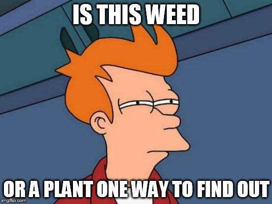 Futurama Fry Meme | IS THIS WEED OR A PLANT ONE WAY TO FIND OUT | image tagged in memes,futurama fry | made w/ Imgflip meme maker