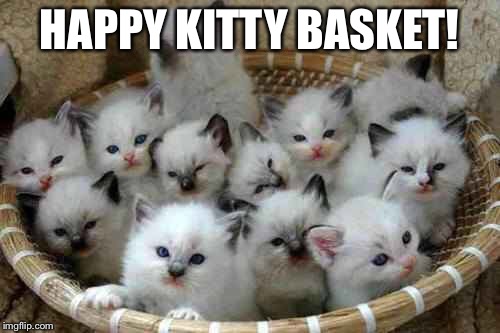 Happy Kitty Basket | HAPPY KITTY BASKET! | image tagged in kittens,cute,kitty,cats | made w/ Imgflip meme maker