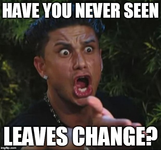 MRW stuck behind tourists on a two lane road through the mountains. | HAVE YOU NEVER SEEN LEAVES CHANGE? | image tagged in memes,dj pauly d | made w/ Imgflip meme maker