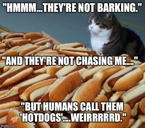 The Cat's Logic At Work... | "HMMM...THEY'RE NOT BARKING." "BUT HUMANS CALL THEM 'HOTDOGS'....WEIRRRRRD." "AND THEY'RE NOT CHASING ME...." | image tagged in cat  hotdogs,memes,cats,funny | made w/ Imgflip meme maker