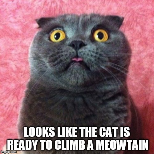 astonished cat | LOOKS LIKE THE CAT IS READY TO CLIMB A MEOWTAIN | image tagged in astonished cat | made w/ Imgflip meme maker
