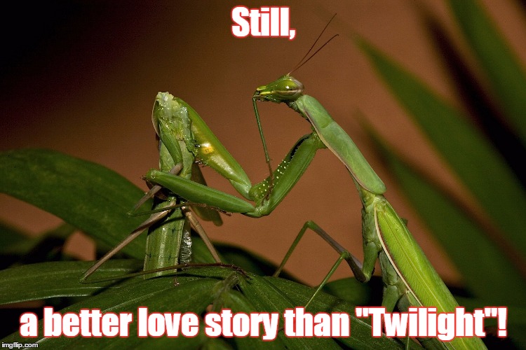 ..what isn't, though.... | Still, a better love story than "Twilight"! | image tagged in mantis cannibal | made w/ Imgflip meme maker