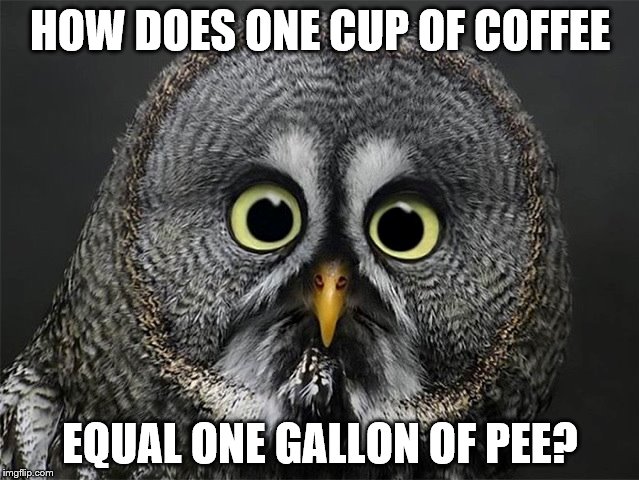 coffee | HOW DOES ONE CUP OF COFFEE EQUAL ONE GALLON OF PEE? | image tagged in morning,coffee,pee | made w/ Imgflip meme maker