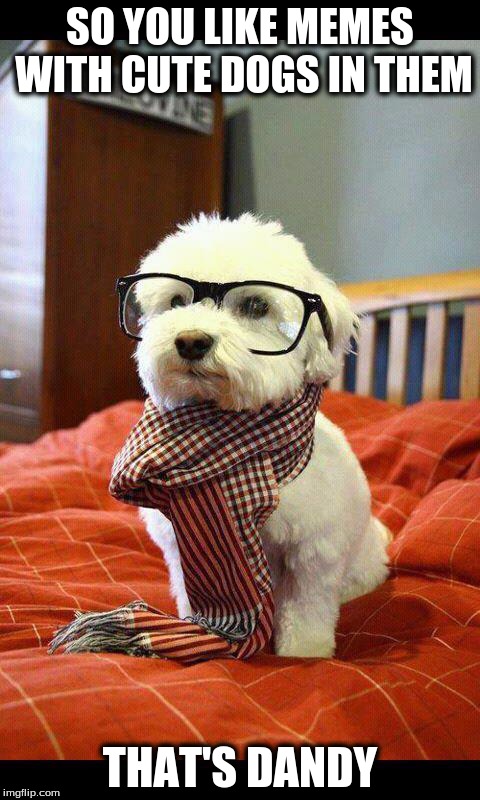 Intelligent Dog | SO YOU LIKE MEMES WITH CUTE DOGS IN THEM THAT'S DANDY | image tagged in memes,intelligent dog | made w/ Imgflip meme maker