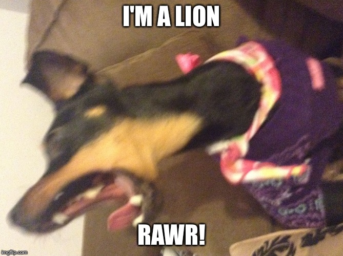 Rawr | I'M A LION RAWR! | image tagged in rawr | made w/ Imgflip meme maker