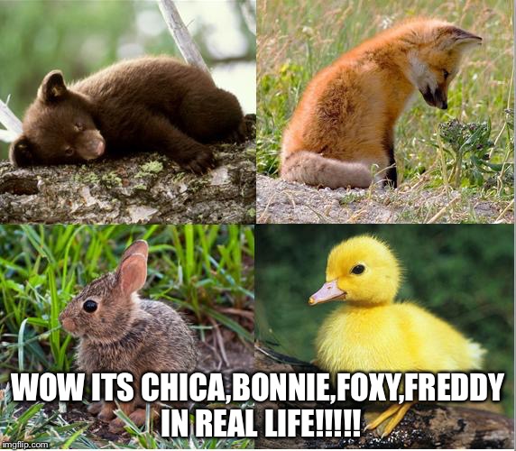 FNAF | WOW ITS CHICA,BONNIE,FOXY,FREDDY IN REAL LIFE!!!!! | image tagged in fnaf | made w/ Imgflip meme maker