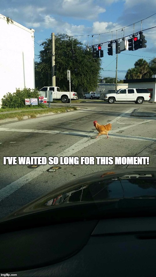 It finally happened! | I'VE WAITED SO LONG FOR THIS MOMENT! | image tagged in chicken | made w/ Imgflip meme maker