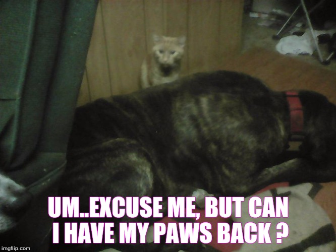 UM..EXCUSE ME, BUT CAN I HAVE MY PAWS BACK ? | image tagged in humor | made w/ Imgflip meme maker