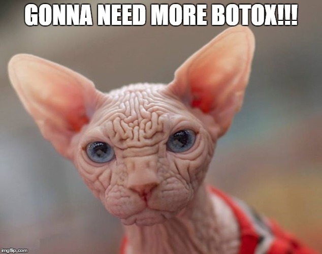 More Botox | GONNA NEED MORE BOTOX!!! | image tagged in need more botox,cat,wrinkles | made w/ Imgflip meme maker