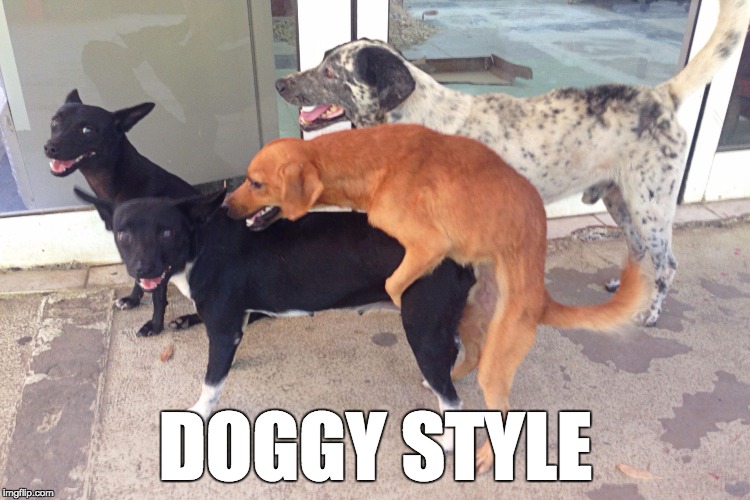 Doggy Style | DOGGY STYLE | image tagged in doggy sex,dog,dogs | made w/ Imgflip meme maker