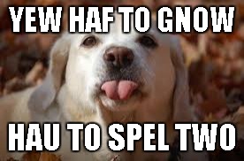 Dog Sticking Tongue Out | YEW HAF TO GNOW HAU TO SPEL TWO | image tagged in dog sticking tongue out | made w/ Imgflip meme maker