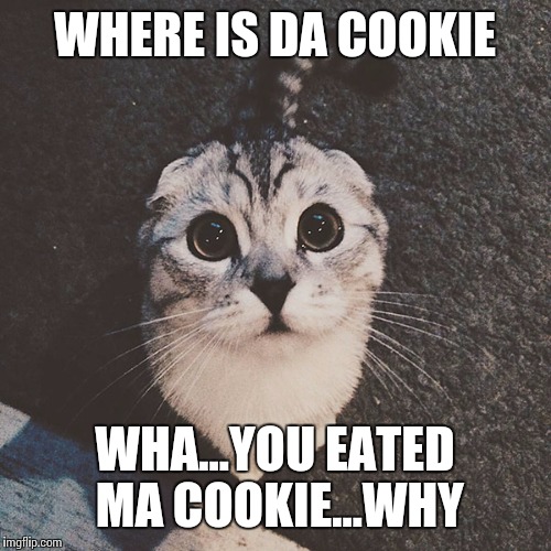 Cute cat | WHERE IS DA COOKIE WHA...YOU EATED MA COOKIE...WHY | image tagged in cute cat | made w/ Imgflip meme maker