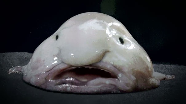 Blobfish Blank Meme Template