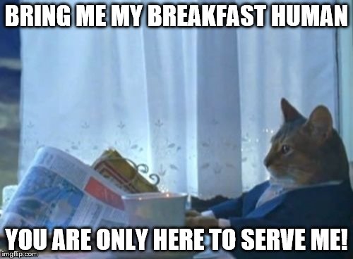 I Should Buy A Boat Cat Meme | BRING ME MY BREAKFAST HUMAN YOU ARE ONLY HERE TO SERVE ME! | image tagged in memes,i should buy a boat cat | made w/ Imgflip meme maker