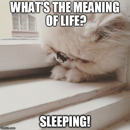 WHAT'S THE MEANING OF LIFE? SLEEPING! | image tagged in nudli | made w/ Imgflip meme maker