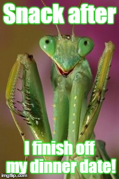 pleading mantis | Snack after I finish off my dinner date! | image tagged in pleading mantis | made w/ Imgflip meme maker