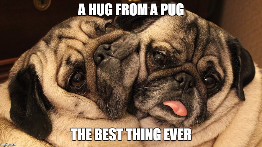 pugs | A HUG FROM A PUG THE BEST THING EVER | image tagged in pugs | made w/ Imgflip meme maker