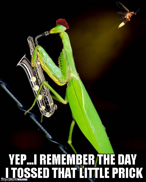 YEP...I REMEMBER THE DAY I TOSSED THAT LITTLE PRICK | image tagged in playing mantis | made w/ Imgflip meme maker