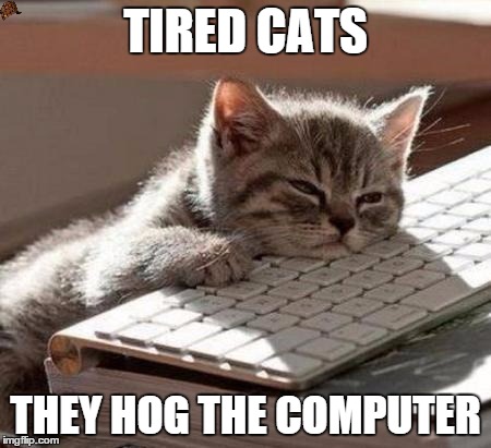 tired cat | TIRED CATS THEY HOG THE COMPUTER | image tagged in tired cat,scumbag | made w/ Imgflip meme maker
