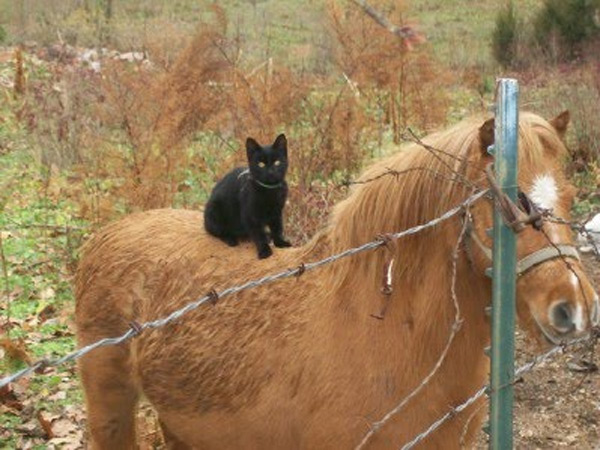 black cat on horse barbed wire fence Blank Meme Template