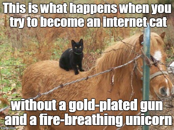 I'm just sitting here on my horse | This is what happens when you try to become an internet cat without a gold-plated gun and a fire-breathing unicorn | image tagged in black cat on horse barbed wire fence,microsoft,ninja cat,internet cat,mfw,fml | made w/ Imgflip meme maker