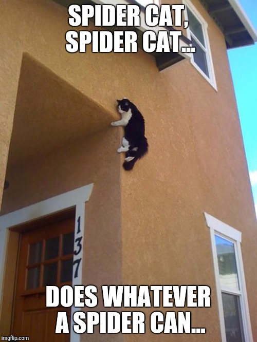 Spider cat | SPIDER CAT, SPIDER CAT... DOES WHATEVER A SPIDER CAN... | image tagged in memes | made w/ Imgflip meme maker