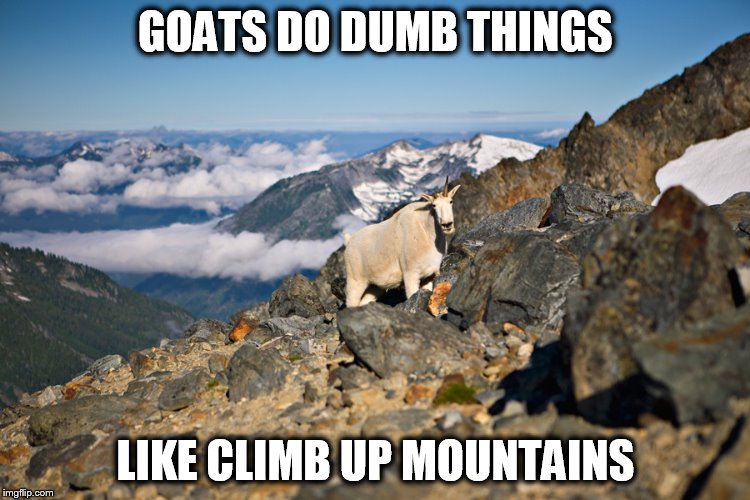 GOATS DO DUMB THINGS LIKE CLIMB UP MOUNTAINS | made w/ Imgflip meme maker