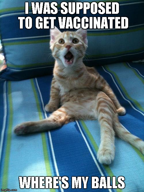 Vet visit gone horribly wrong | I WAS SUPPOSED TO GET VACCINATED WHERE'S MY BALLS | image tagged in where's my balls,animals,cats,funny,pets | made w/ Imgflip meme maker