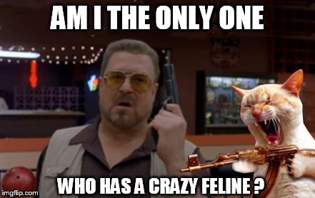 the Big LeMeowski | AM I THE ONLY ONE WHO HAS A CRAZY FELINE ? | image tagged in memes,am i the only one around here,crazy cat | made w/ Imgflip meme maker