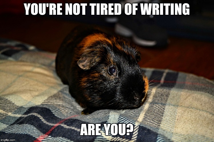 Guinea Pig | YOU'RE NOT TIRED OF WRITING ARE YOU? | image tagged in guinea pig | made w/ Imgflip meme maker
