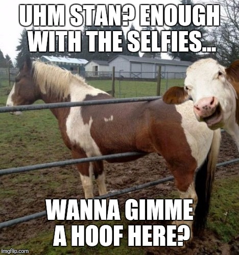 A little help here. | UHM STAN? ENOUGH WITH THE SELFIES... WANNA GIMME A HOOF HERE? | image tagged in memes | made w/ Imgflip meme maker
