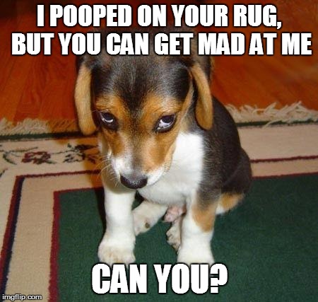 You can't it's impossible. | I POOPED ON YOUR RUG, BUT YOU CAN GET MAD AT ME CAN YOU? | image tagged in ashamed puppy,memes,funny | made w/ Imgflip meme maker