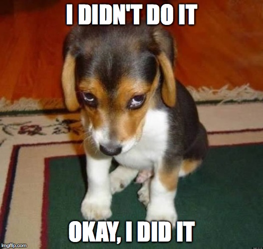 Cute dog | I DIDN'T DO IT OKAY, I DID IT | image tagged in cute dog | made w/ Imgflip meme maker
