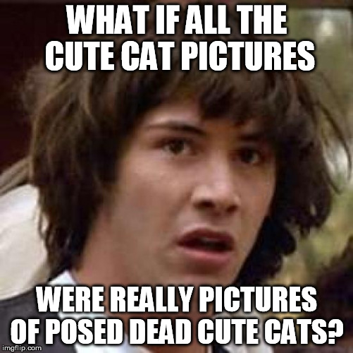Conspiracy Keanu | WHAT IF ALL THE CUTE CAT PICTURES WERE REALLY PICTURES OF POSED DEAD CUTE CATS? | image tagged in memes,conspiracy keanu | made w/ Imgflip meme maker