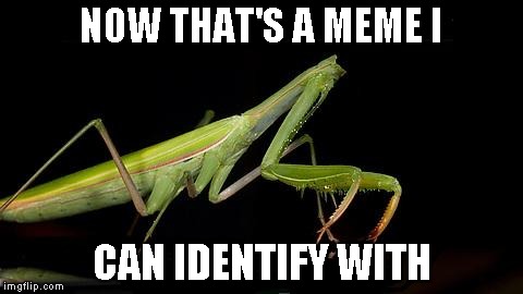 Headless Mantis | NOW THAT'S A MEME I CAN IDENTIFY WITH | image tagged in headless mantis | made w/ Imgflip meme maker