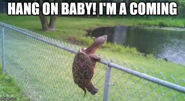 Hard shell...with a soft center | HANG ON BABY! I'M A COMING | image tagged in turtle fence escape,love,determination | made w/ Imgflip meme maker